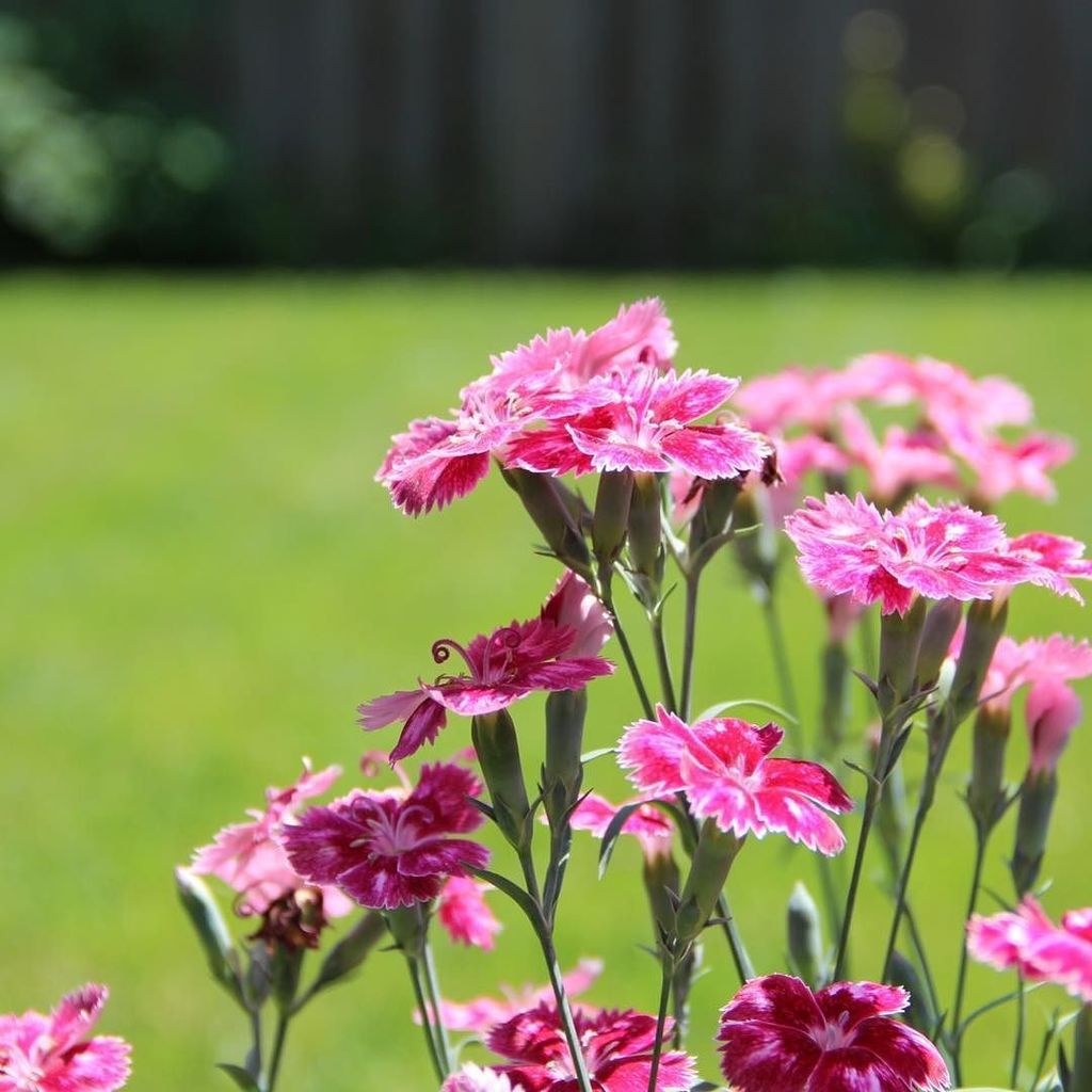 TeacherMomOfTwo's tweet photo. Snapped a macro shot of these Sweet William flowers from my friend's #polinatorfriendly garden #PlantforBees
#flowโฆ https://t.co/qpjwsaARqA https://t.co/FPf3T7ZmmO