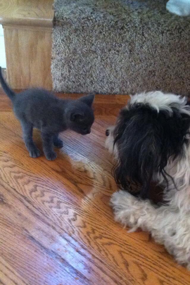 jolenebowman's tweet photo. @mikool_thecat happy 5th birthday https://t.co/sp1GkHsUdw