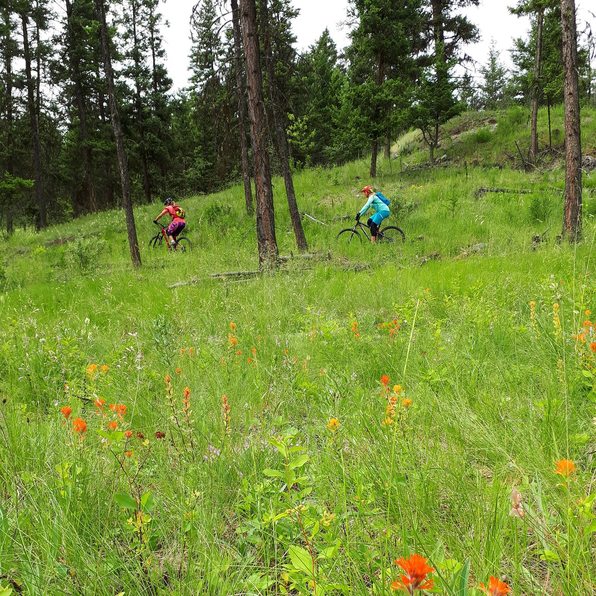 andreah_travel's tweet image. Did you know that #kamloop has green forests with #mountainbike trails fit for any level🔥 #explorebc #yka360 @ZenSeekers @mountainbikeBC