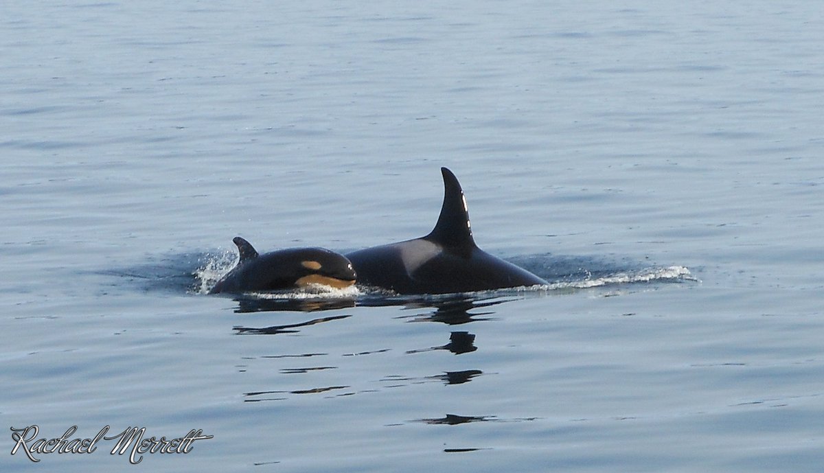 GeorgiaStraitBC's tweet photo. Baby orcas are born black and peachy-orange in colour; they’re not born black & white.
#OrcaMonthBC #OrcaMonth #SaveOurOrca #georgiastrait https://t.co/IqCYHBx1QE