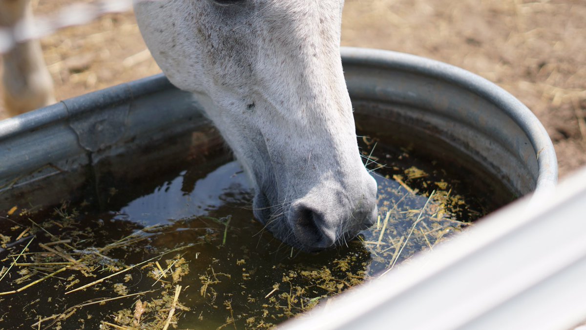 thehydrators's tweet photo. What water would YOUR horse rather drink? Inquire about our H2O post today! @firstlegoleague #20daysofinnovation #FIRSTinspires https://t.co/BK1VL6Fzn0