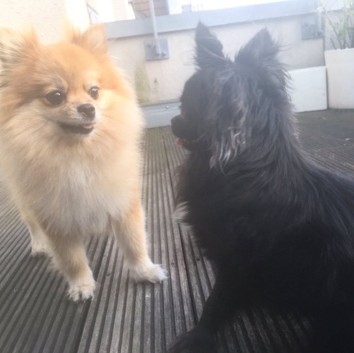 Pipi &amp; Briochi sind zwei Blumen