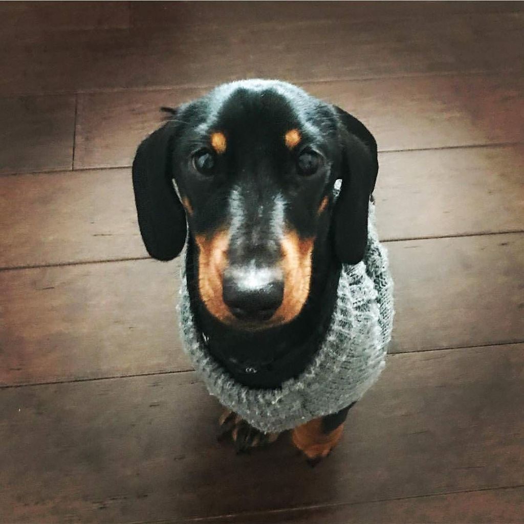HugADachshund's tweet photo. Center of attention ❤🐕 @mini.maximilian
---
#Hugadachshund #dachshund #dachshunds #dachshundoftheday #dachshundsof… https://t.co/0Kn0O7f0gC https://t.co/BUF1YMd8JB