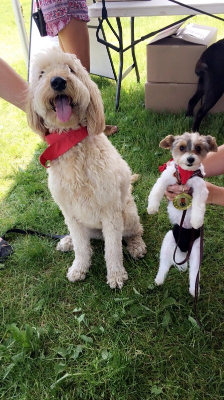 kvallevand's tweet photo. Bella had a great #SundayFunday at the @OttDogFest #dogfestarmy https://t.co/bbJwlj1OBW