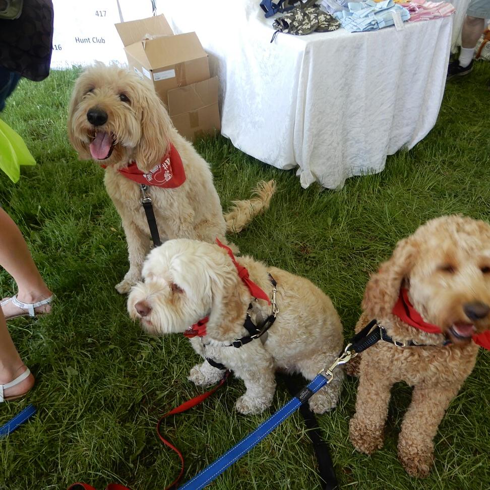 kvallevand's tweet photo. Bella had a great #SundayFunday at the @OttDogFest #dogfestarmy https://t.co/bbJwlj1OBW