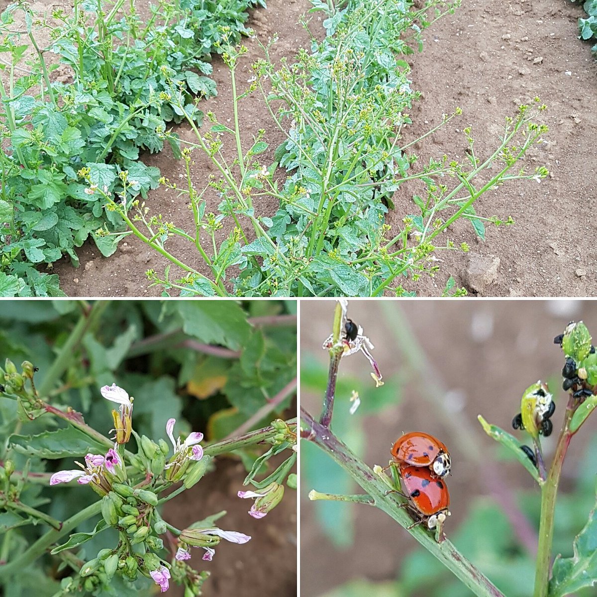 Passion #radis : bientôt les graines rejoindront le détaillant angevin 😊.  Retour aux sources ! #vegetal