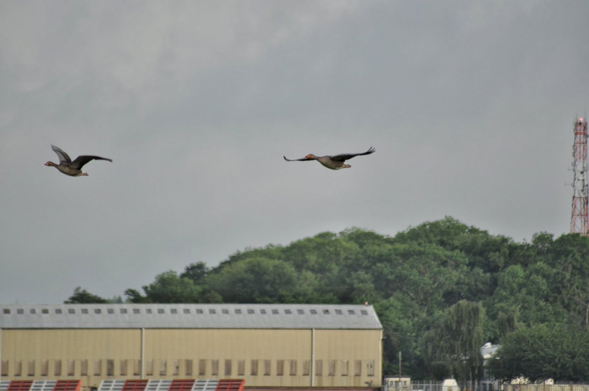 CCartwright1984's tweet photo. Awesome practise from the new #fairford #syncropair seen here flying the #Goose manoeuvre 😂😂😂 https://t.co/eOCYZfc1aH