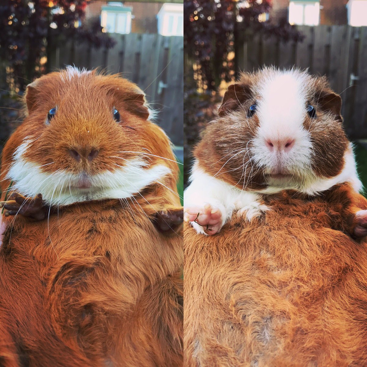 utrechtgpigs's tweet photo. The fur brothers #guineapig https://t.co/izhAydgCxz