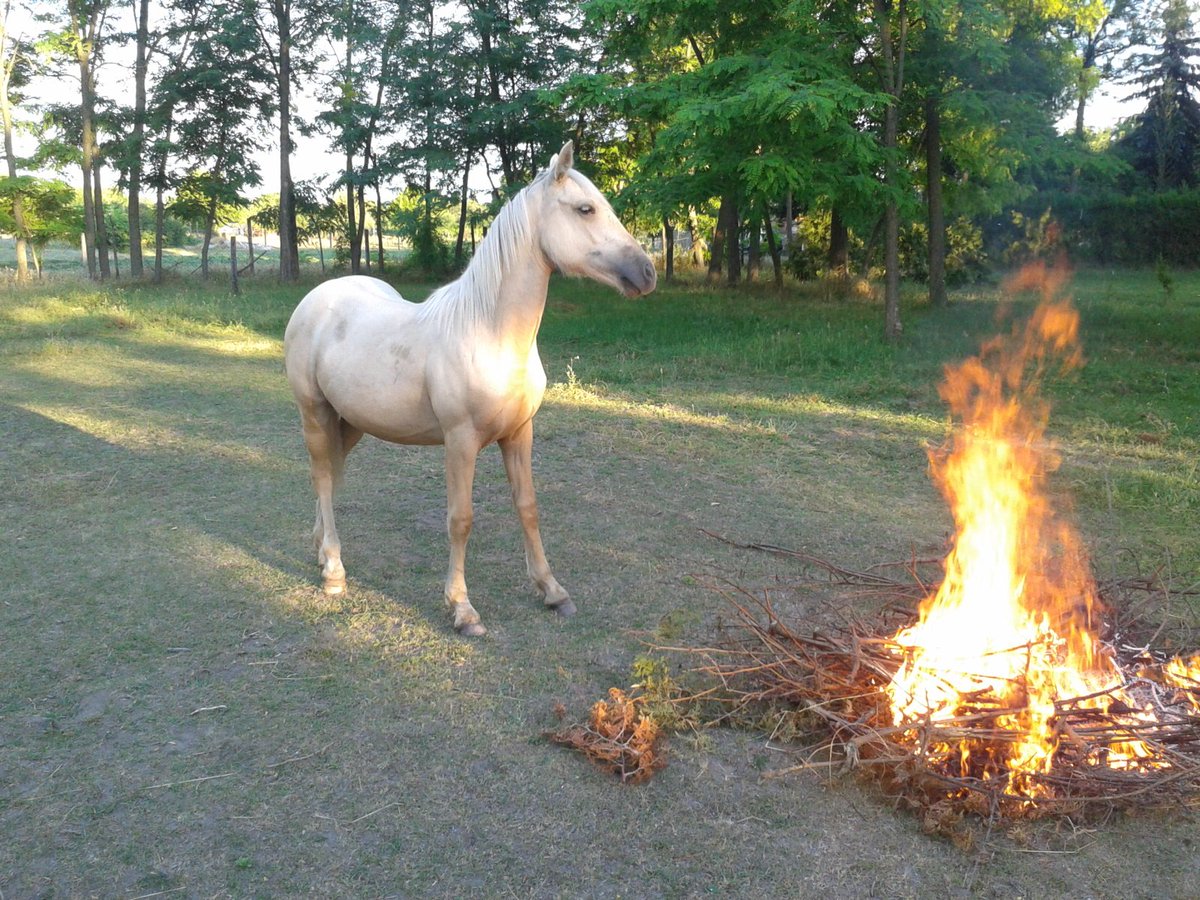 Khaleesi. My best friend is fireproof.