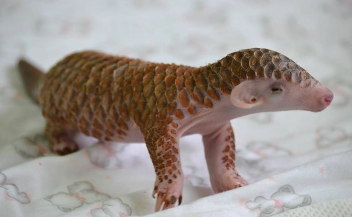 WKCosmo's tweet photo. #NDTMeetScienceTwitter Moar Pangolins. https://t.co/z52CQqAzDD