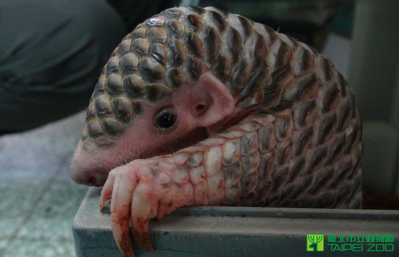 WKCosmo's tweet photo. #NDTMeetScienceTwitter It is a scientific fact that a hashtag cannot remain angry if it contains enough baby pangolins. https://t.co/9yE4bAEtHR