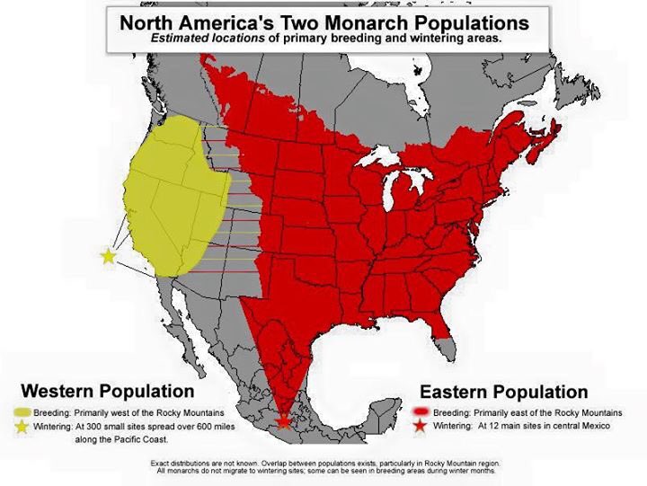leaf2wing's tweet photo. If you live in the red or yellow areas,we hope you planted Milkweed or now considering it, The time is now.#PartMonarch #RespectTheLocals https://t.co/RUiblcdmn8
