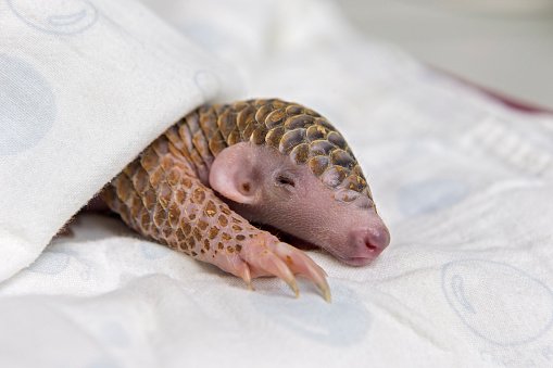 WKCosmo's tweet photo. #NDTMeetScienceTwitter Aaaaaand Moar pangolins. https://t.co/HWkYlspTsJ