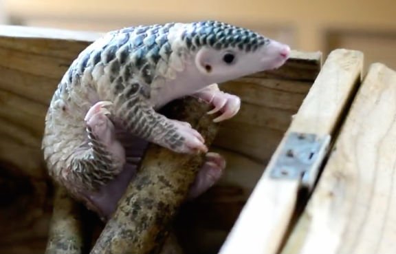 WKCosmo's tweet photo. #NDTMeetScienceTwitter , meet pangolins. https://t.co/G3M7r51HEN