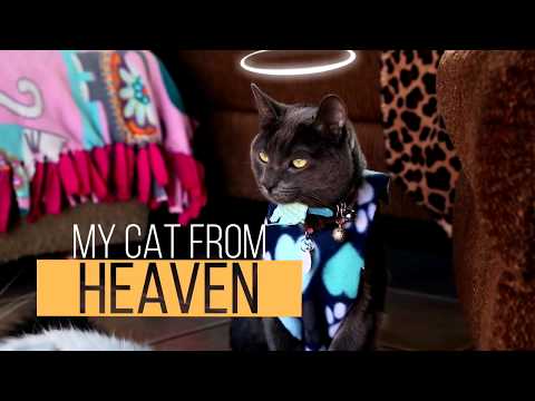 CatsDailyNet's tweet image. #cats These Cats&apos; Birth Defects Don&apos;t Slow Them Down At All! - catsdaily.net/these-cats-bir… #RT #Retweet