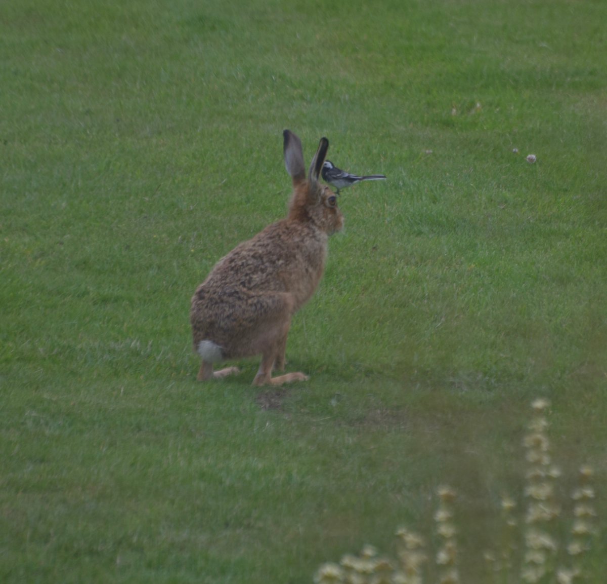 countrymousie's tweet photo. Hare looks like it is balancing a wagtail on his nose @HPT_Official @wildlife_uk @BBCSpringwatch #oddangle #Suffolk https://t.co/7encvZc6Lm