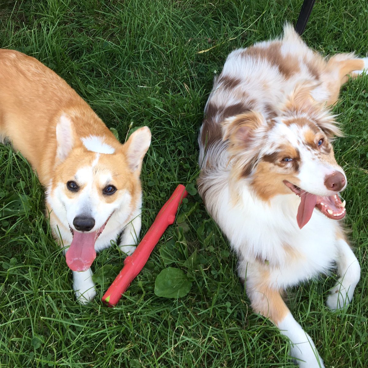 CorgiTrouble's tweet image. 