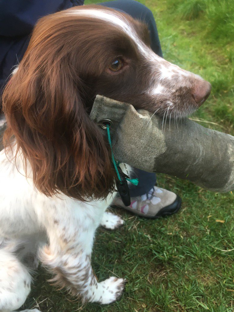 gordonpearson31's tweet photo. Nice evening walk with the wee one. #happyspringer. https://t.co/4OmegRUvO7