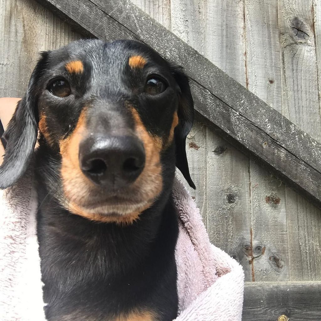 brunominidachs's tweet photo. I hope you all had a lovely weekend! I mainly spent mine wet in my paddling pool 🙌🏻💦 #weekendfun #wenttooquick #da… https://t.co/3QEc3w3YgI https://t.co/yPas2GFV0O
