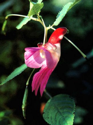 世界に咲く花 Ar Twitter インパチェンス プシタシナ ツリフネソウ属の花 花の形がまるでオウムの様にも見える とても珍しい花です