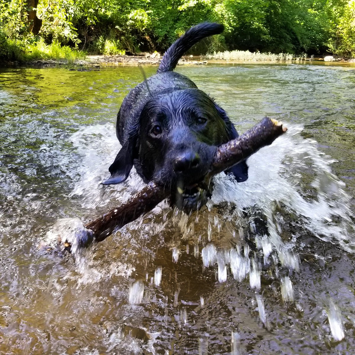 erinkoko's tweet photo. I love this pup so much.  #remington #chasingsticks https://t.co/l0qancowub