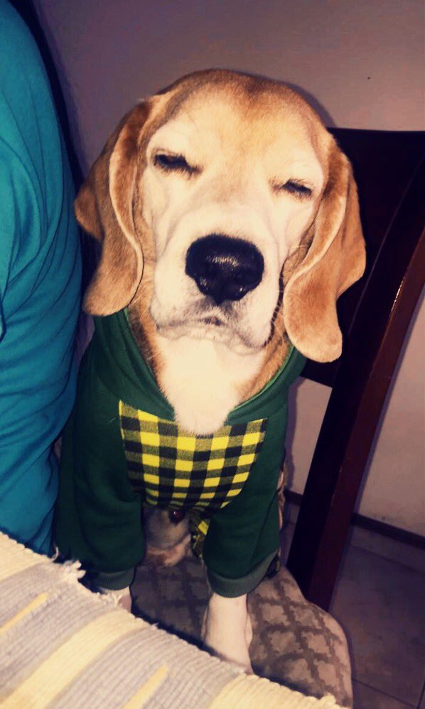 BeagleSimon's tweet photo. Meditation Time!!! 🙏🏻 #GoodSunday #Sunday #SimonTheBeagle #Beagles Have a great day to all of you!!! 😙😙 https://t.co/ZTEINC43u8