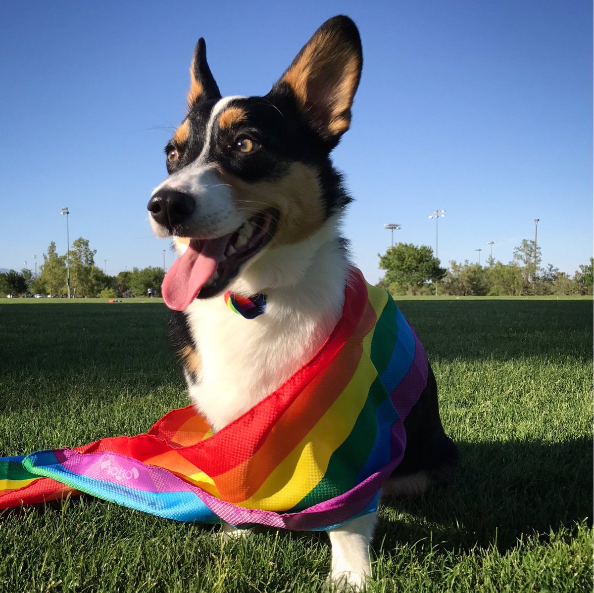 Udacity-DataAnalyticsNanodegree-Portfolio/P4.Wrangling \u0026 Analyzing Twitter  Data/Master Files/final_master.csv at master ·  RedRock42/Udacity-DataAnalyticsNanodegree-Portfolio · GitHub, image size:1200x1199