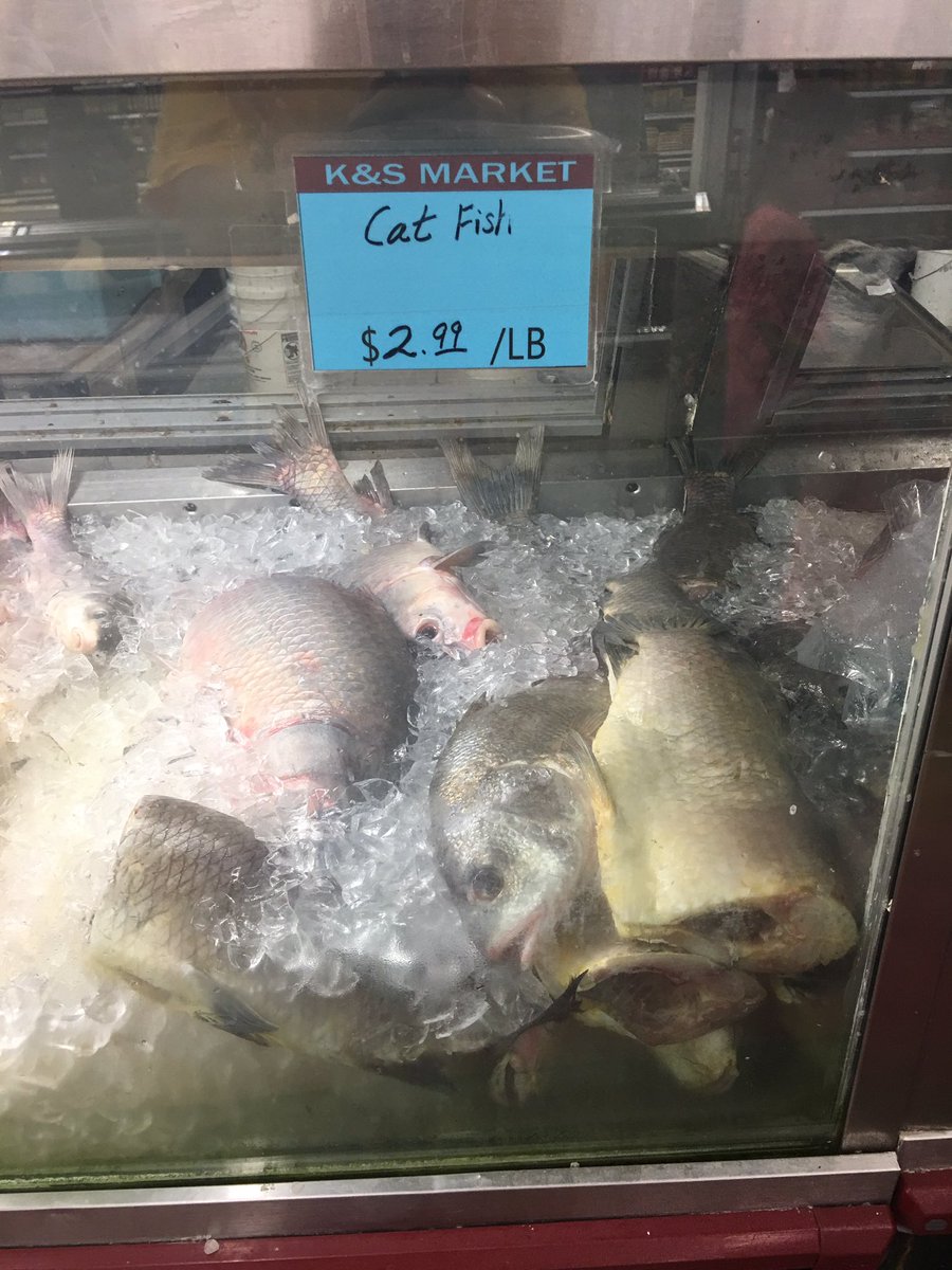 WBrettWilson's tweet image. Found a catfish on a busy #Smashville Sunday. 

#WhatToDoNow? @PredsNHL ??