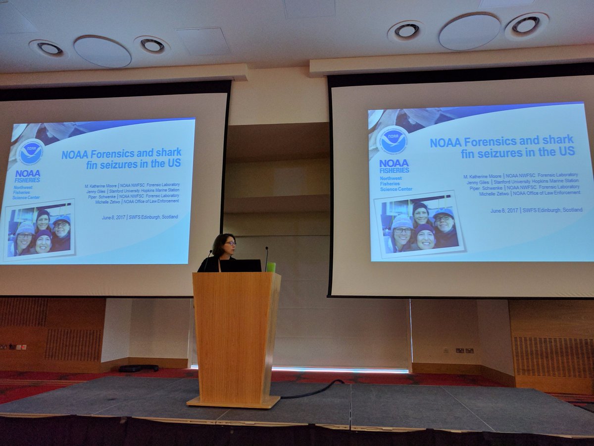 SWFS3's tweet photo. Kathy Moore presents the great ongoing work of @NOAA to intercept & identify #wildlifecrime in the #sharkfin trade #SWFS2017 https://t.co/TNJk7eh51F