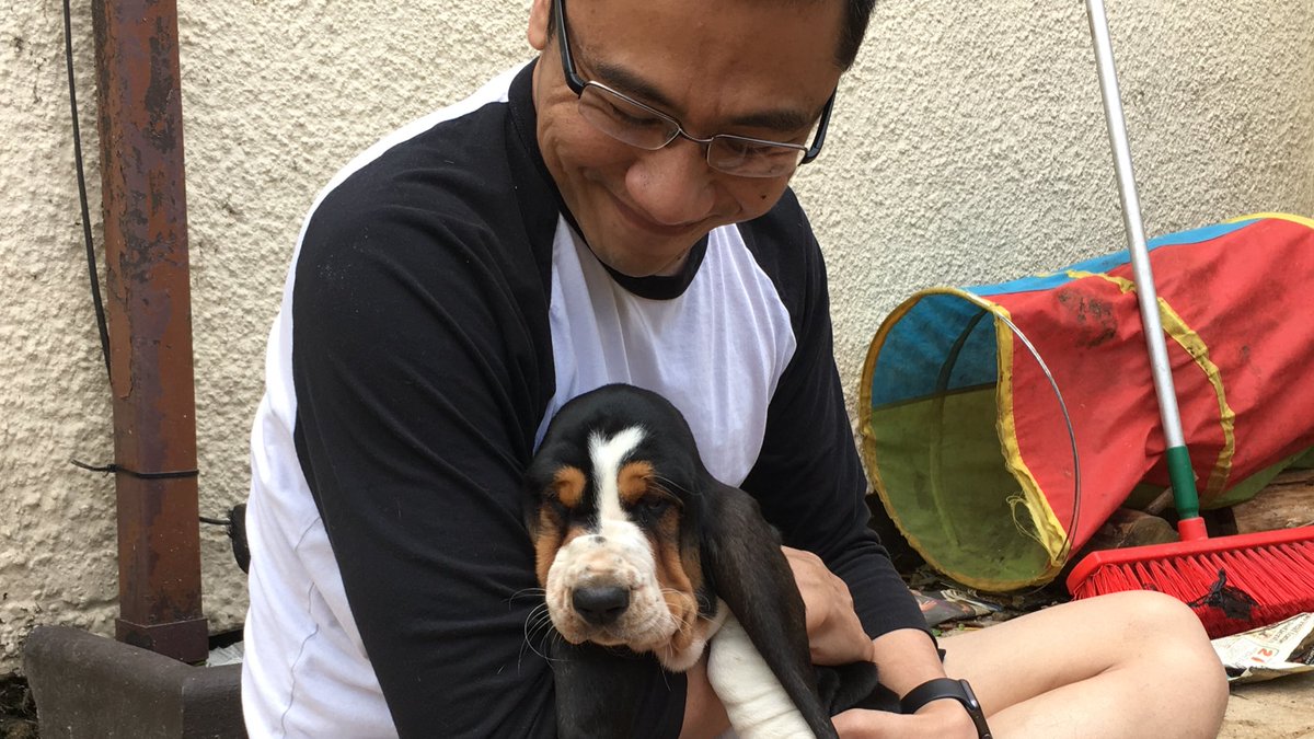 daisyalicebaset's tweet photo. Welcome to our family #abigail . #basset #bassethound #puppy #newfamilymember https://t.co/inain1sDXM