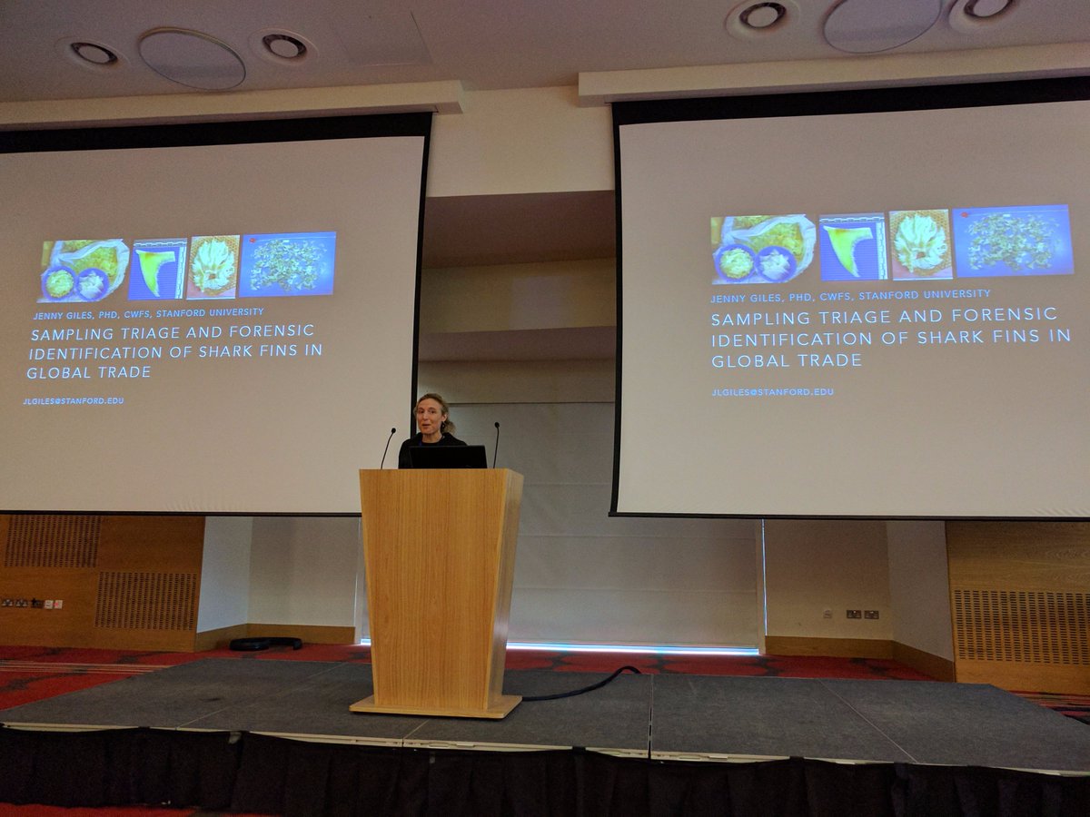 SWFS3's tweet photo. Jenny Giles shares her incredible & inspirational expertise in #shark #speciesidentification to investigate #illegaltrade in fins #SWFS2017 https://t.co/Nkj8B1g8oU