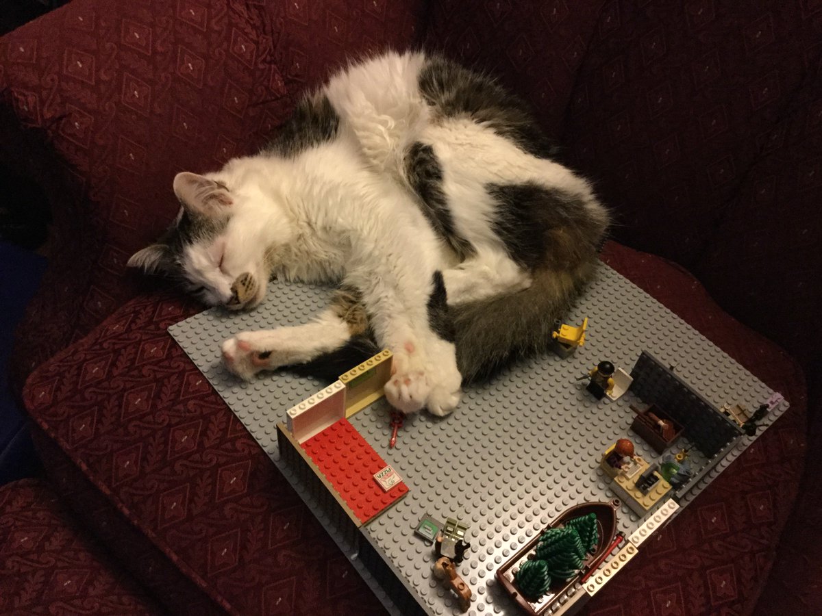 eddiez666's tweet photo. Yes I will lay anywhere #SundayFunday #CatsOfTwitter https://t.co/43jhQsQEfw