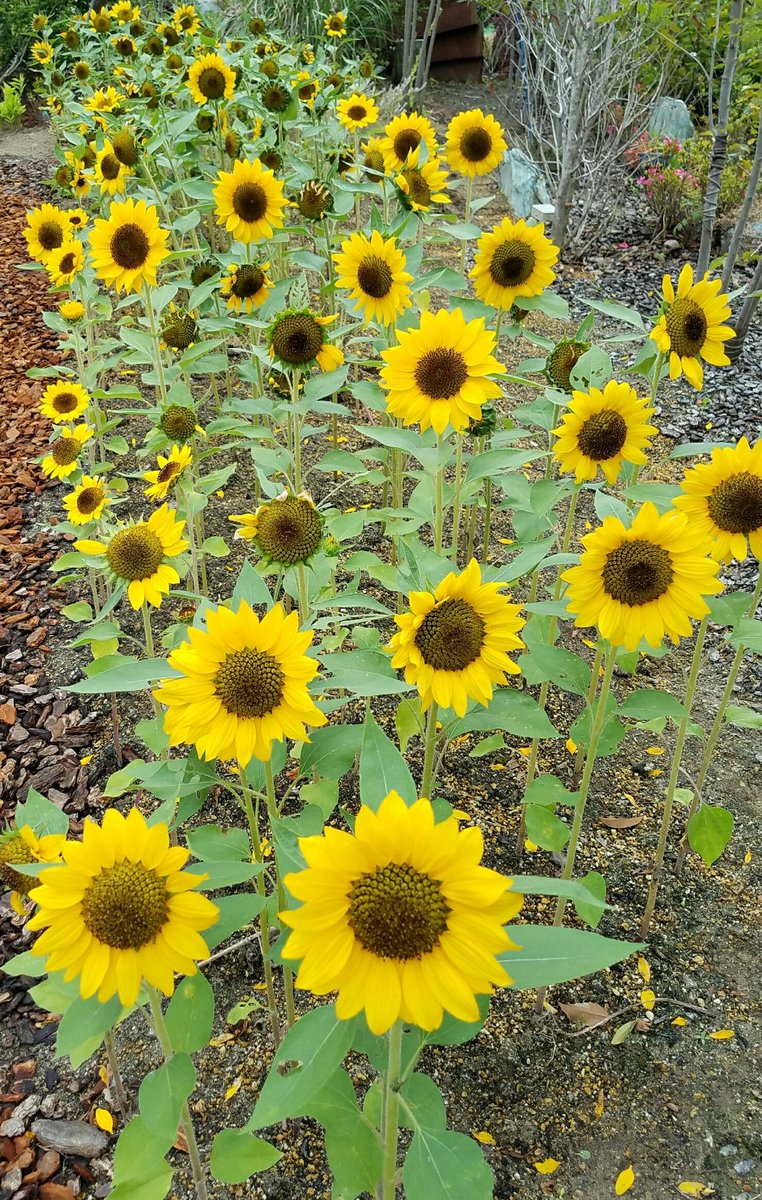 Uk Noir あるるん V Twitter 向日葵 太陽の花 英語 Sunflower ギリシャ語 Helianthus Annuus 韓国語 해바라기 ひまわりには世界の言葉に全部 太陽 という意味の言葉が含まれているらしいです うめきたガーデン ひまわり畑 ひまわりのように真っ直ぐと