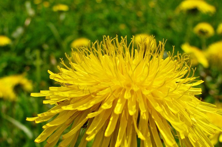 How to harvest dandelions and make delicious fritters bit.ly/2dPl5J6