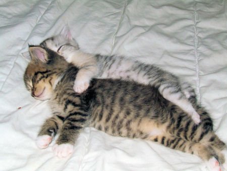Warmpets's tweet photo. ♥♥♥ https://t.co/LY4ct60jyQ