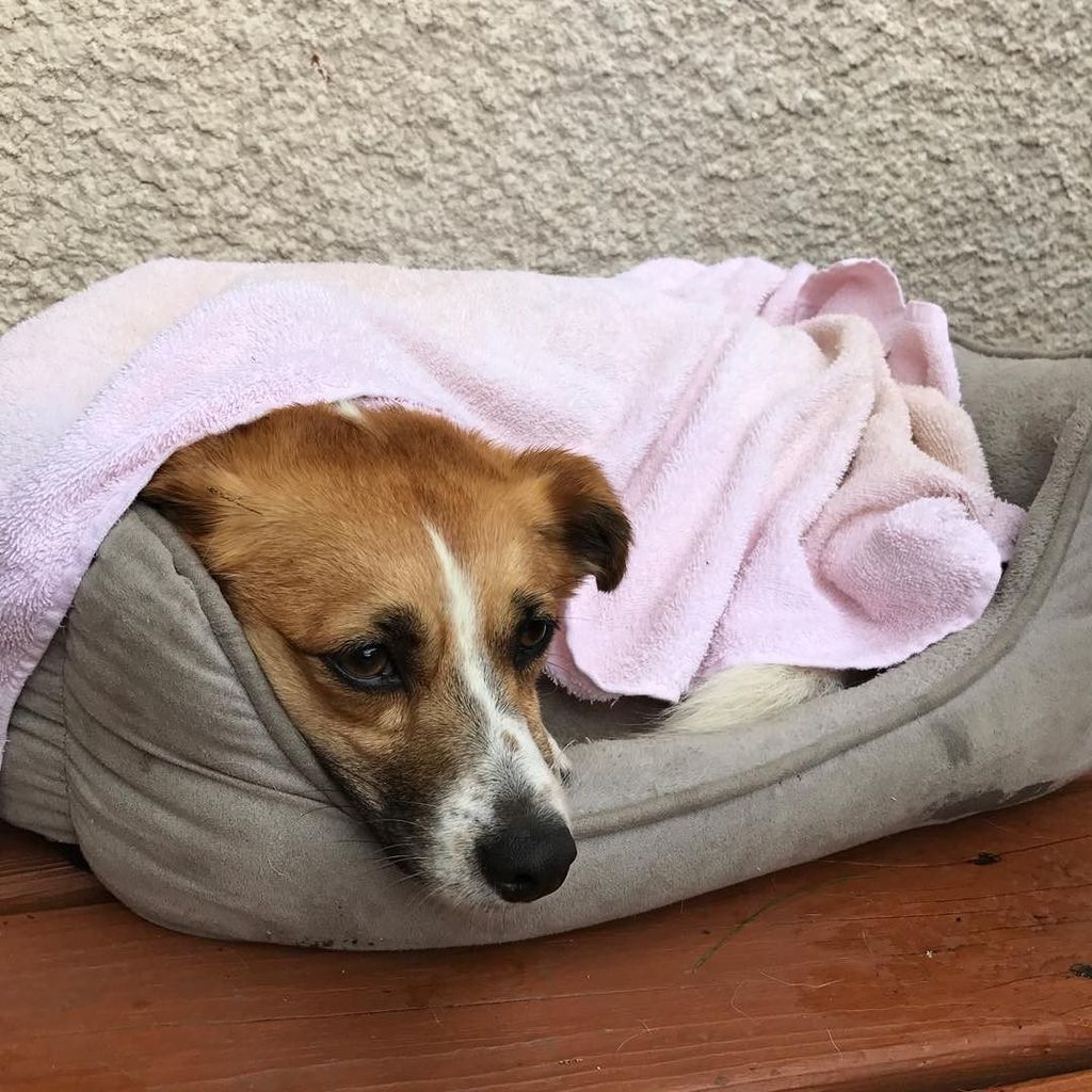 BarthDoesThings's tweet photo. After the rainstorm romp. #instapollo https://t.co/aaAl3T6oPr https://t.co/vSBxgZVX5e