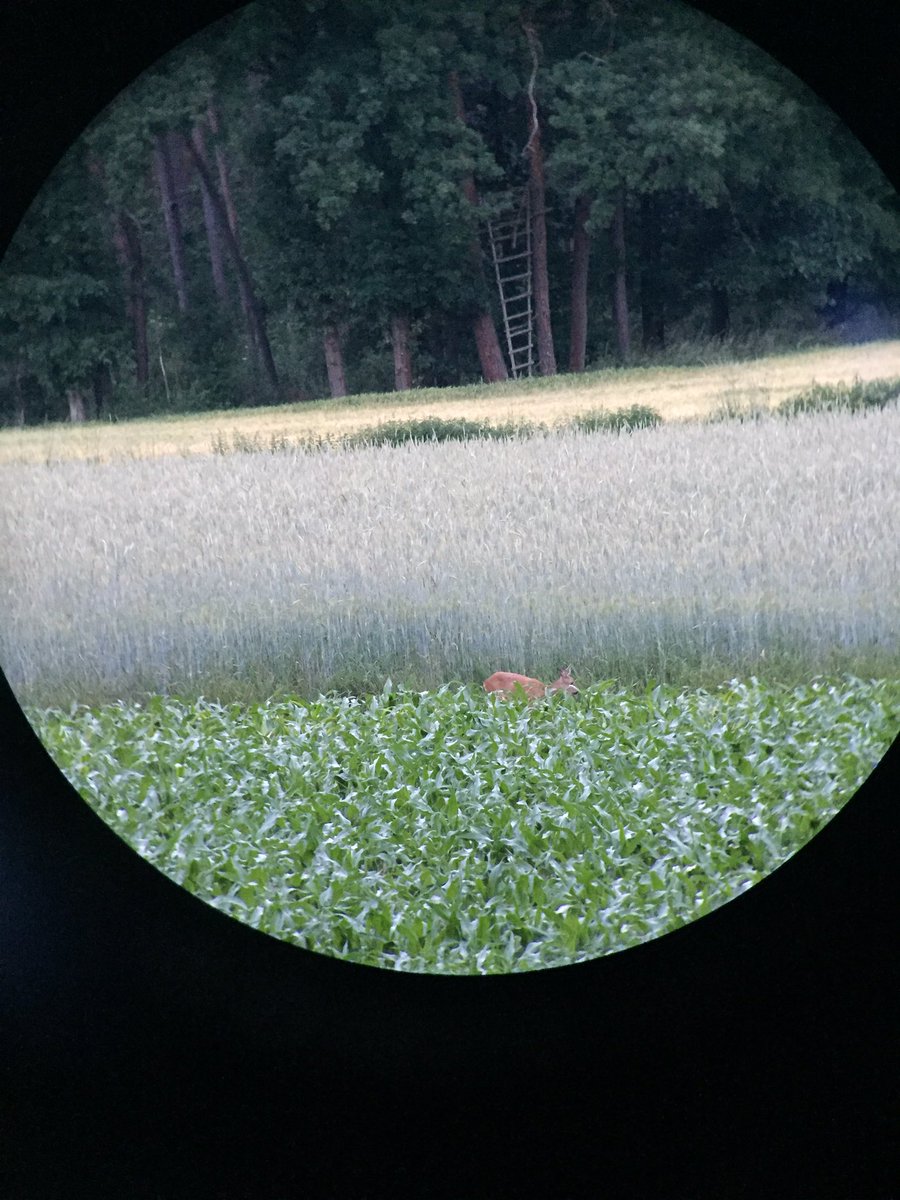 #scoping #birdwatching #outdoor with my #iPhone  and my #seeadler-optik #binocular a #deer #animal #fotografie