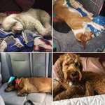 Photo by Ottawa Dog Festival (@OttDogFest)