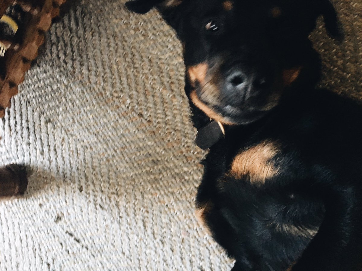 freyadedmondson's tweet photo. This is Doreen. Does a h*ckin' cute terrify. 12/10 impeccable woofer smile @dog_rates https://t.co/c4ZtEVEYY1