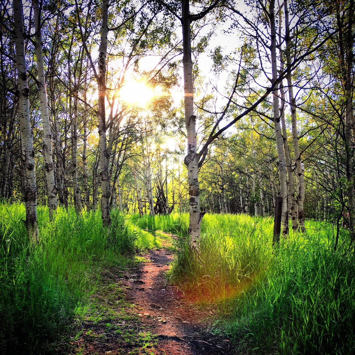 jtradke72's tweet photo. Best place to walk, hike, run or bike.... so much adventure on every trail! #paskapooslopes #yyc #calgary #eveningrun #xcrunning https://t.co/Jm8mZH2Cfv
