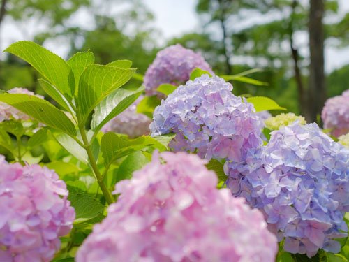 使える写真ギャラリーsothei Pa Twitter あじさい の 無料画像 ３セットと有料画像１点を追加しました T Co Dtujuaaz8e 写真素材 ストックフォト フリー素材 フリー写真 紫陽花 あじさい クリップアート 画像 素材 生田緑地 T Co Wk2ogjghd7