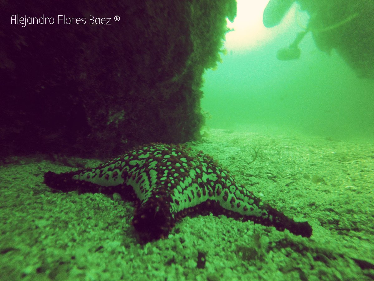 SoyAlejandroFB's tweet photo. Días de buceo
Descubriendo ando
#DiveLife #ScubaStyle #VisitLaPaz https://t.co/M2qTGDkxOV