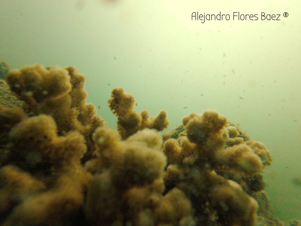 SoyAlejandroFB's tweet photo. Días de buceo
Descubriendo ando
#DiveLife #ScubaStyle #VisitLaPaz https://t.co/dCCNpl38Pe