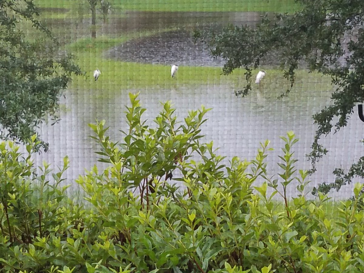SeiboldG8r's tweet photo. What kind of giant #killerbird is behind our house? #Rainesville #horrormovie https://t.co/1BnUKBh4P9