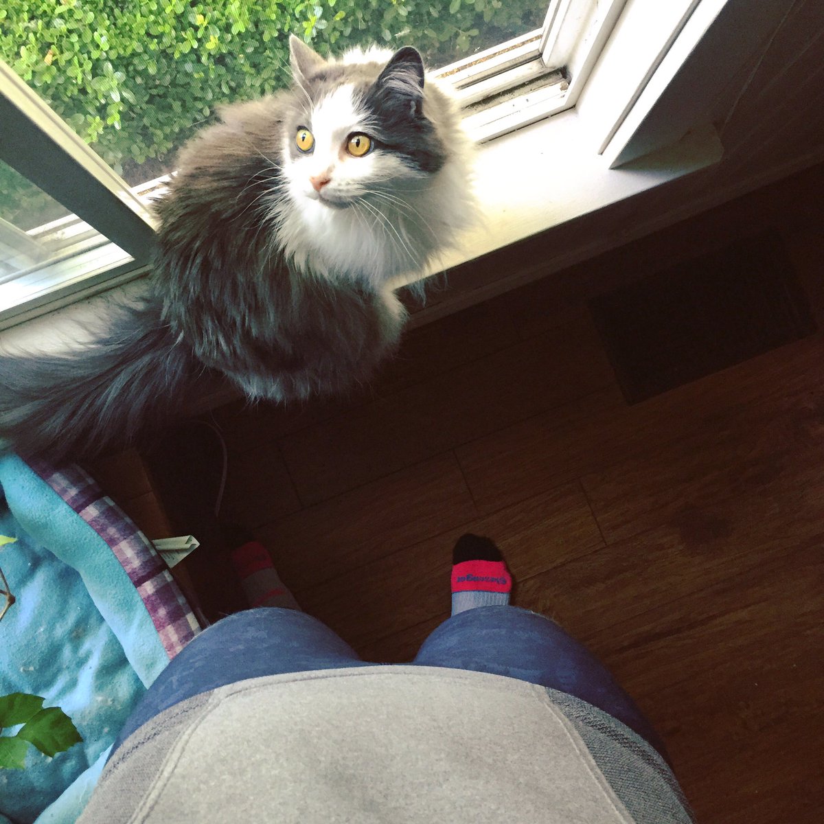 RoxTonesUp's tweet photo. Who else got out for their 5k on this #sundayrunday? 🙋🏼 @ToneItUp #TIUBikiniSeries #TIUTeam #accountabilitykitty @KarenaKatrina https://t.co/63Oxa7MVX6