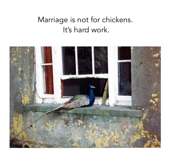 doctor_margaret's tweet photo. Marriage is Not for Chickens gift book now available on Amazon! My words accompanied by lovely photography. https://t.co/uPE6Y8eAEf #MINFC https://t.co/5jp1mTEzVN