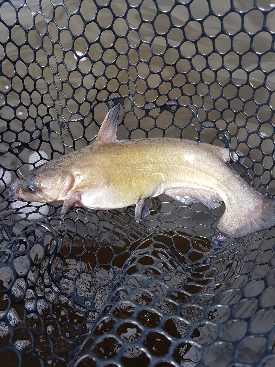 MacFish613's tweet image. Soft kitty, smelly kitty, little ball of sliiiime. I got this chunky channel cat while dropshotting current with my 1/2oz woo tungsten