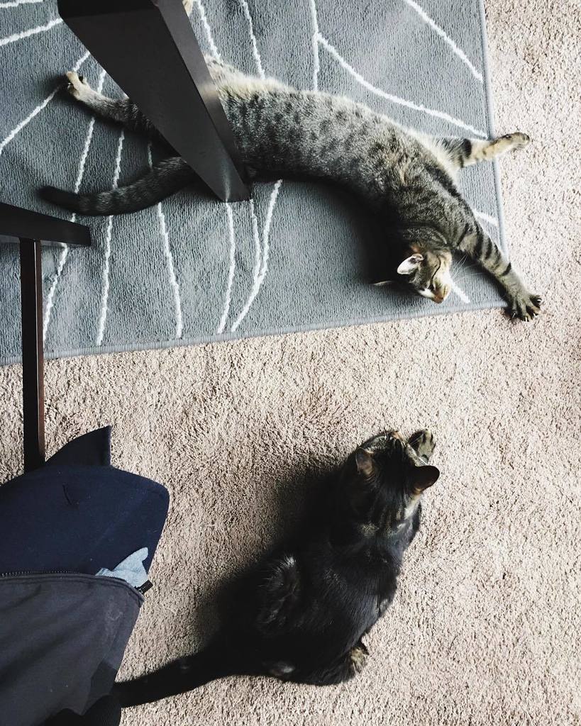 pineapplethecat's tweet photo. They share a litter box, they might as well share an Instagram account https://t.co/I2A1SMI6NB