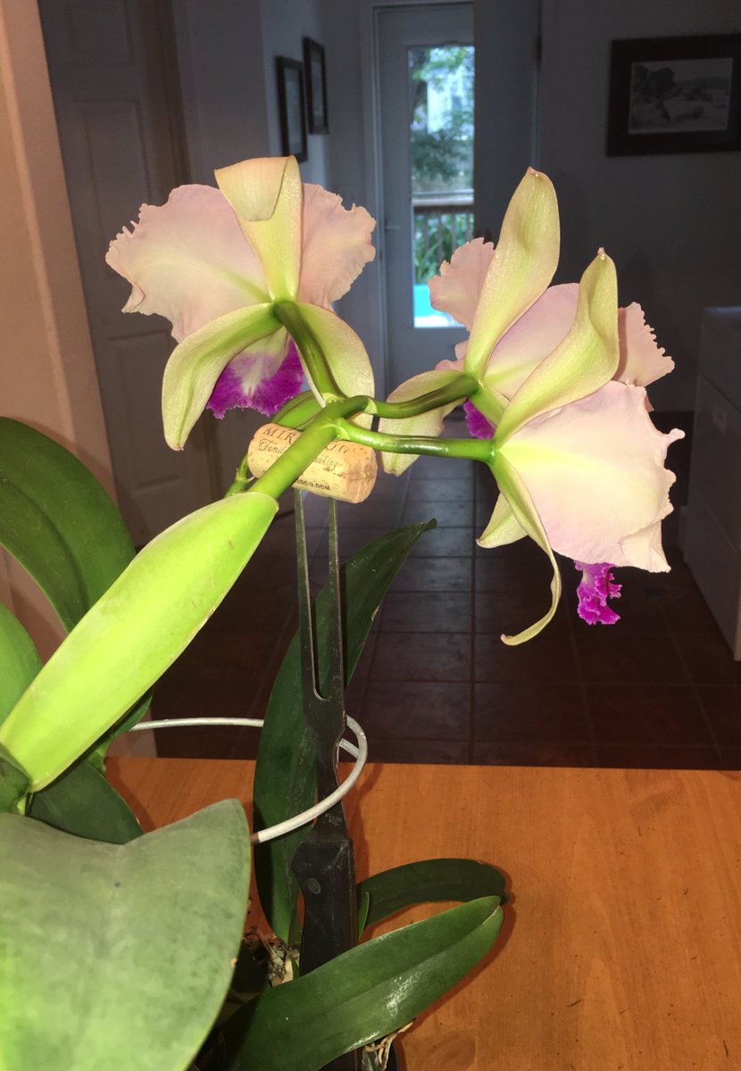 kimy5469's tweet photo. @HortErotica @PetrovichBilly @OrchidsLive @JeffMNeale @BruceRogers4 @truuebluu
Had to show you my #DIY #Orchid stalk support. #Cork on a #BBQfork! 😂😝 https://t.co/AL3uSODvnC