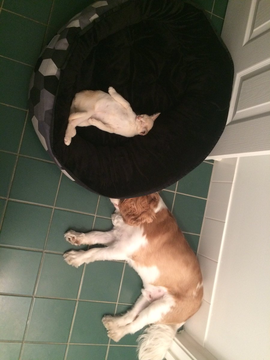 KingCharlieCav's tweet photo. It's a struggle, we have a new member to the family.... https://t.co/tVv1PTVkmh